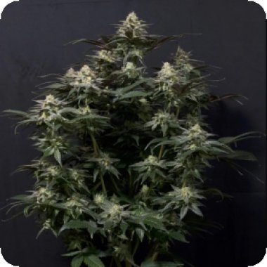 Fastbuds  Cannabis  Seeds    Purple  Lemonade  Fastflowering  Feminised  Cannabis  Seeds